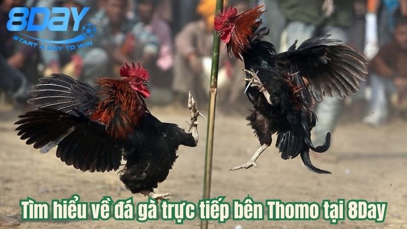 da-ga-truc-tiep-ben-thomo-1