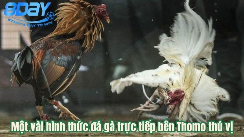 da-ga-truc-tiep-ben-thomo-2