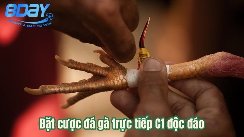 da-ga-truc-tiep-c1-2